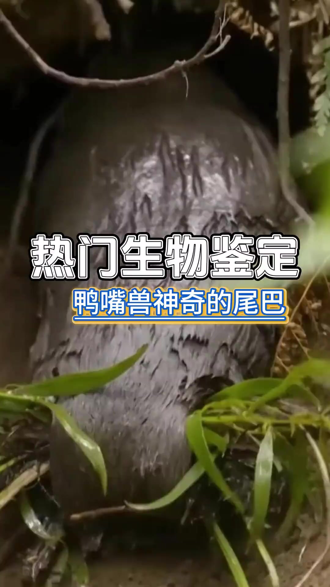 鸭嘴兽的奇怪求偶方式