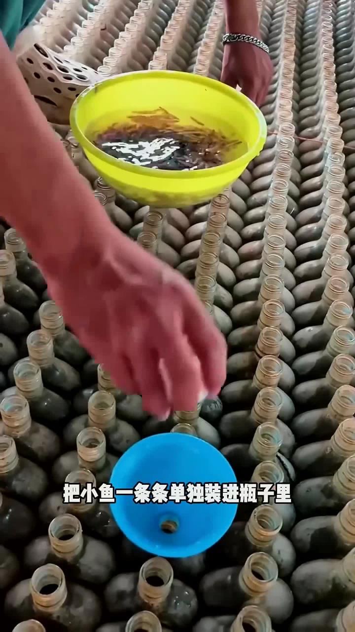 泰国人养殖斗鱼的方式