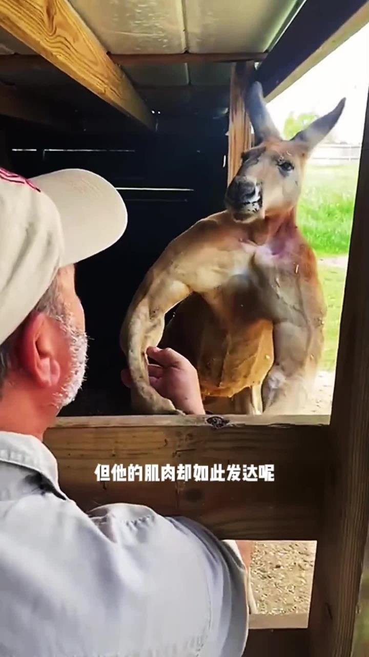 为什么袋鼠的肌肉会这么发达