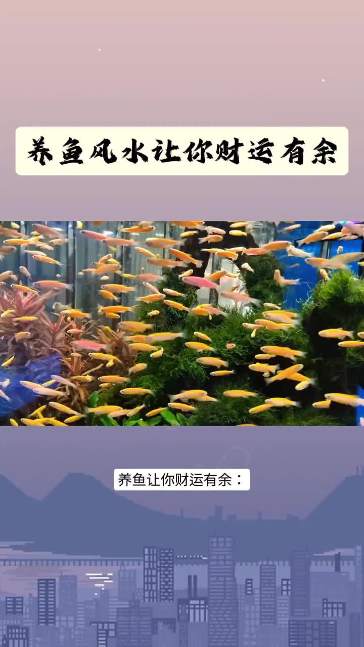 养鱼风水让你财运有余