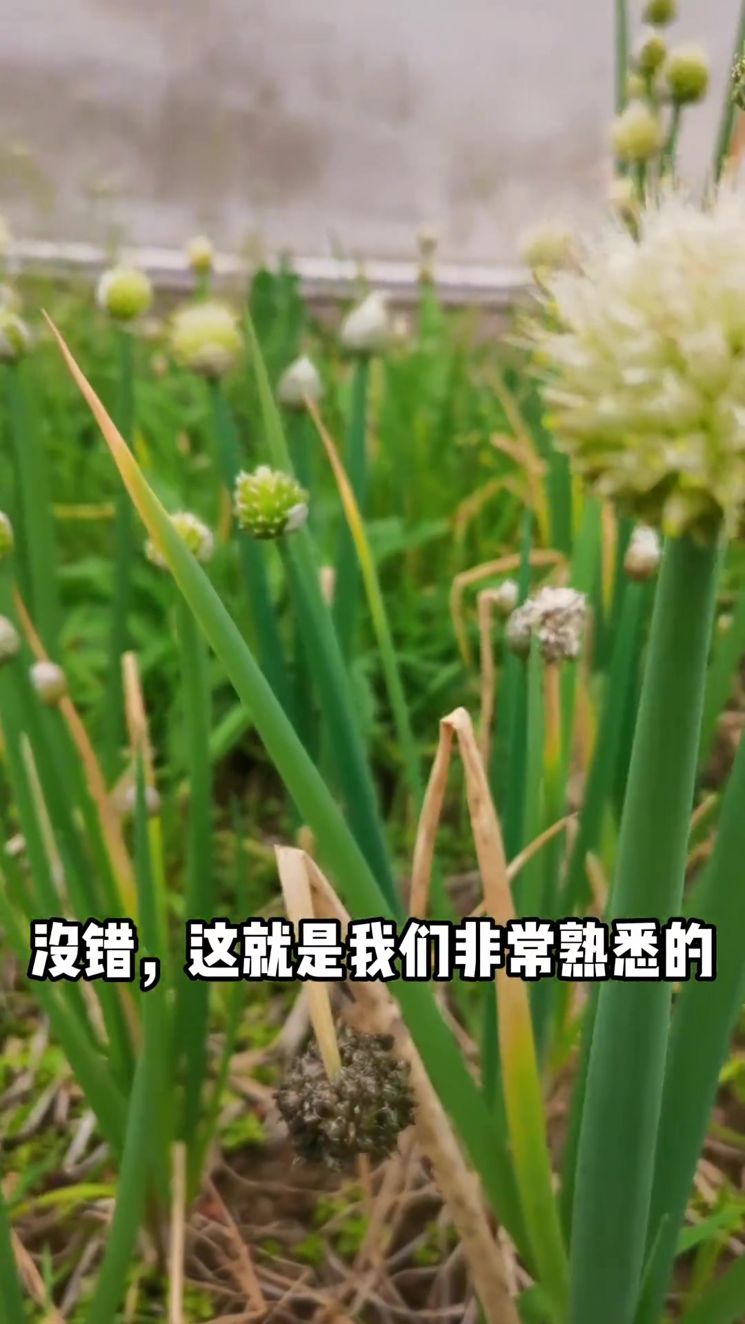 这些蔬菜开的花，你肯定没见过！