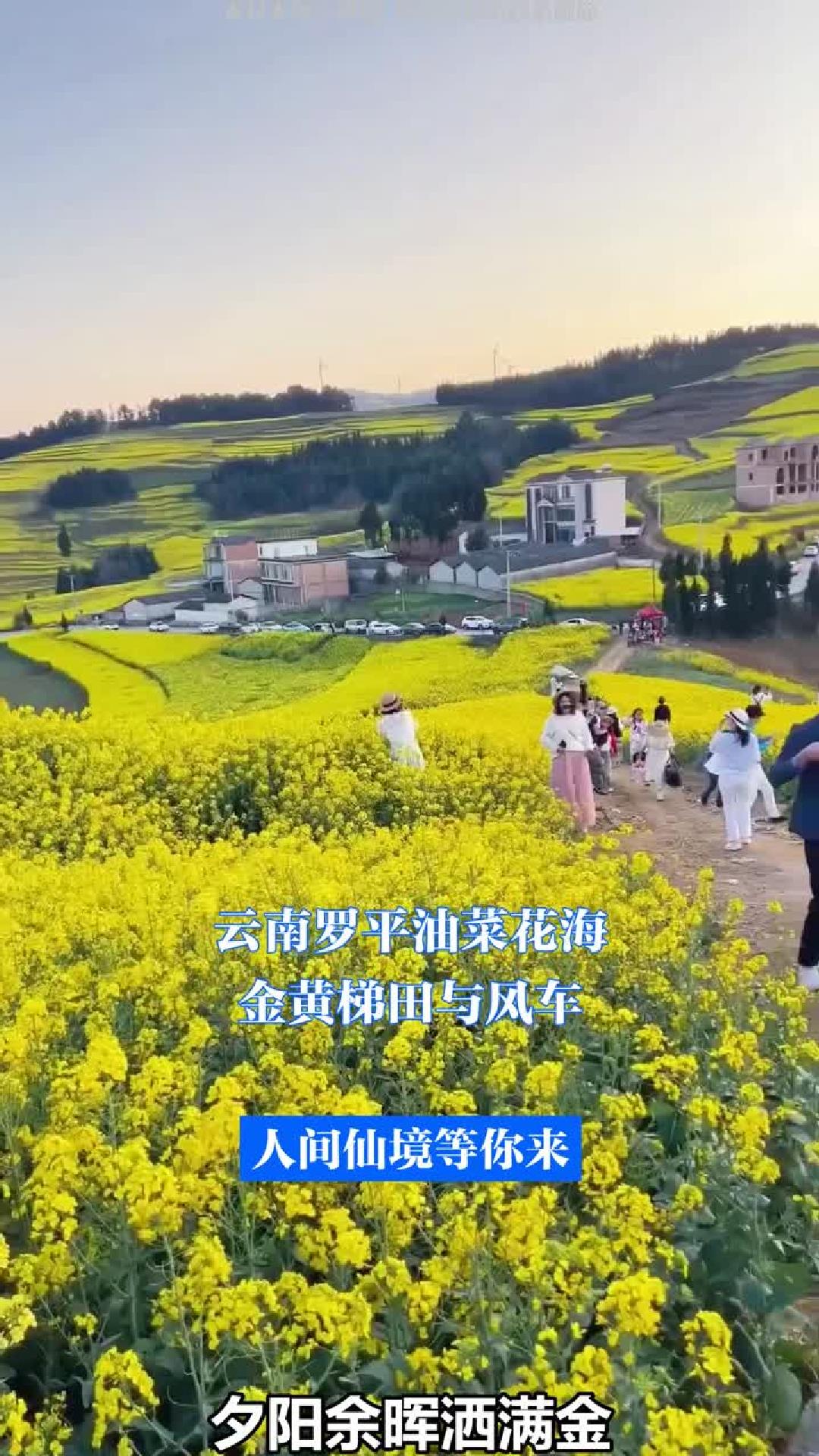 云南罗平油菜花海:金黄梯田与风车,人间仙境等你来!