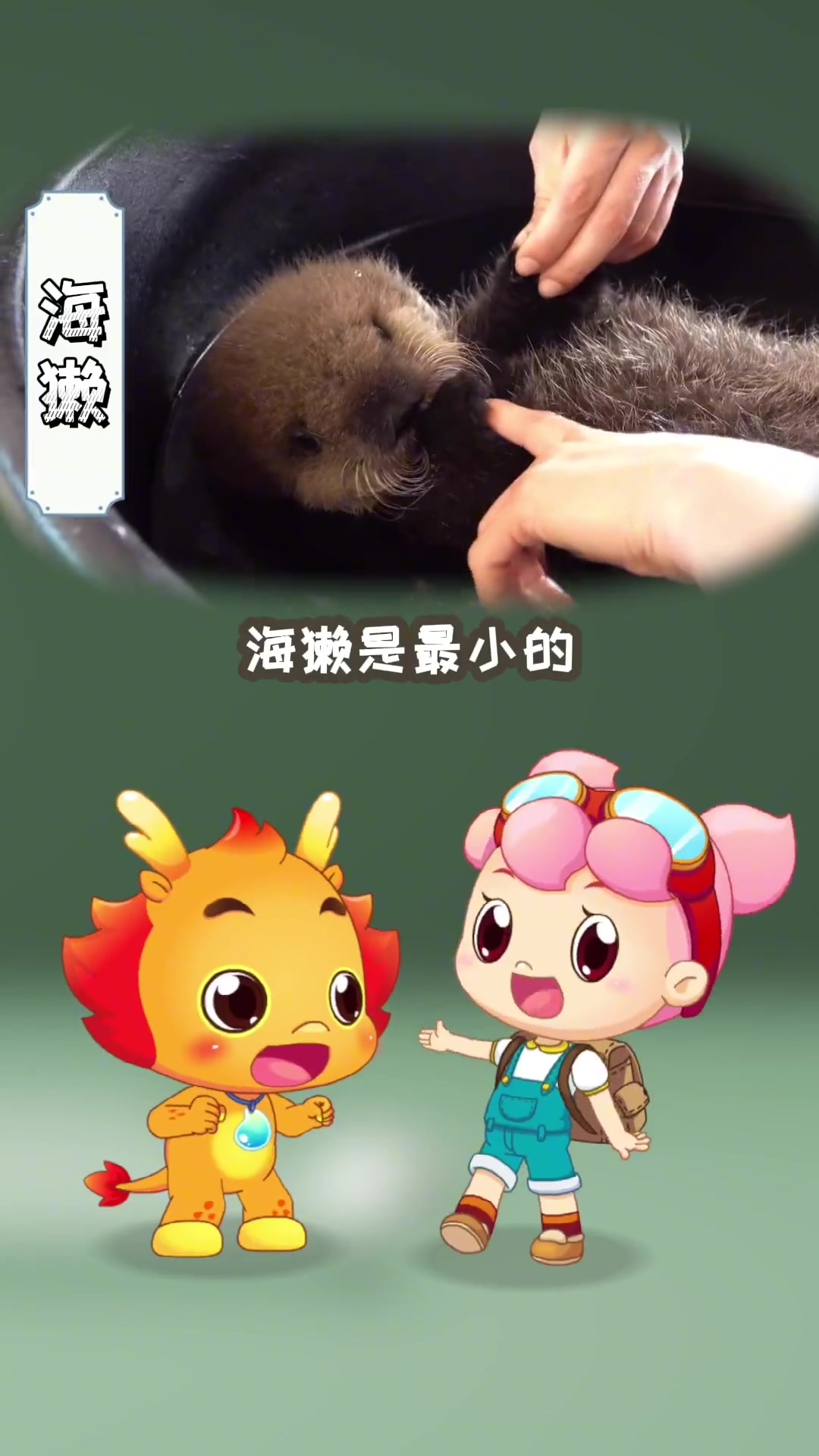 你的表情包里一定有它的身影,看到最后发现海獭的秘密。