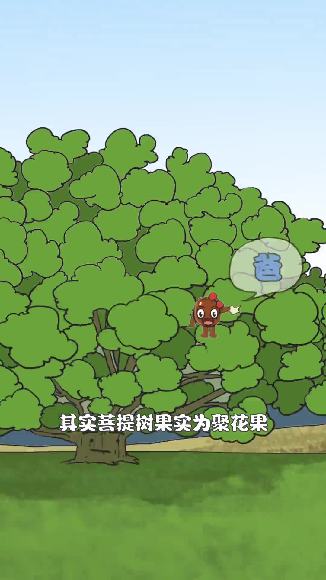 是不是今天才知道，菩提树的果实叫聚花果