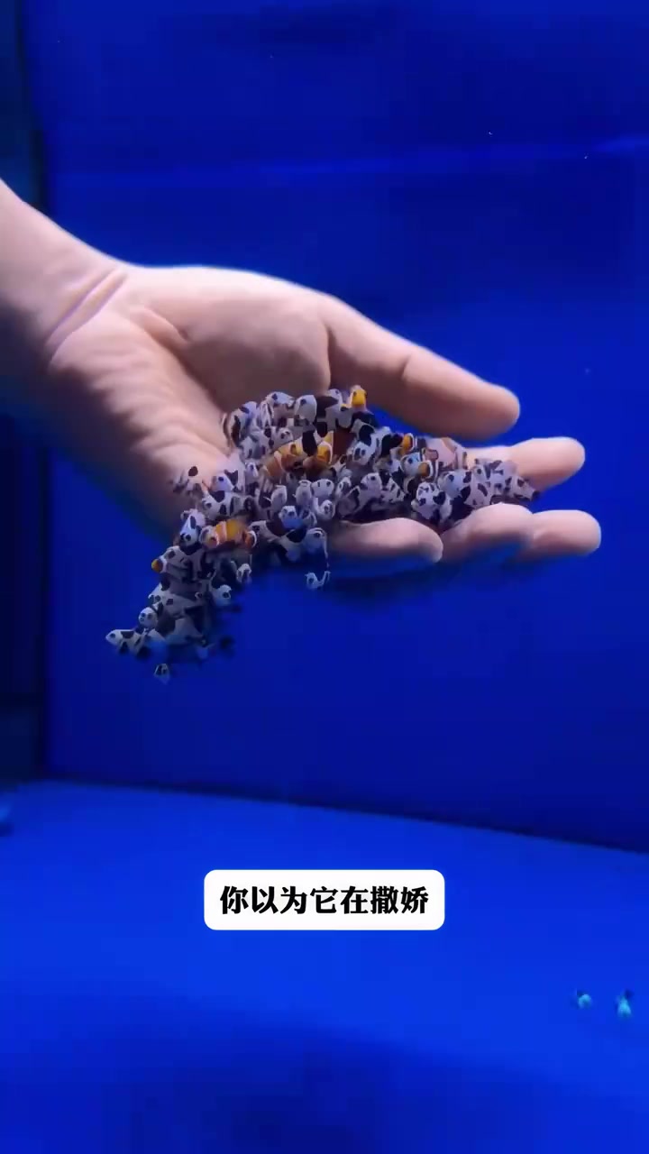 小丑鱼为什么喜欢贴在人类的手上？其实它把你当成“家”了！#小丑鱼##海洋动物##鱼类##动