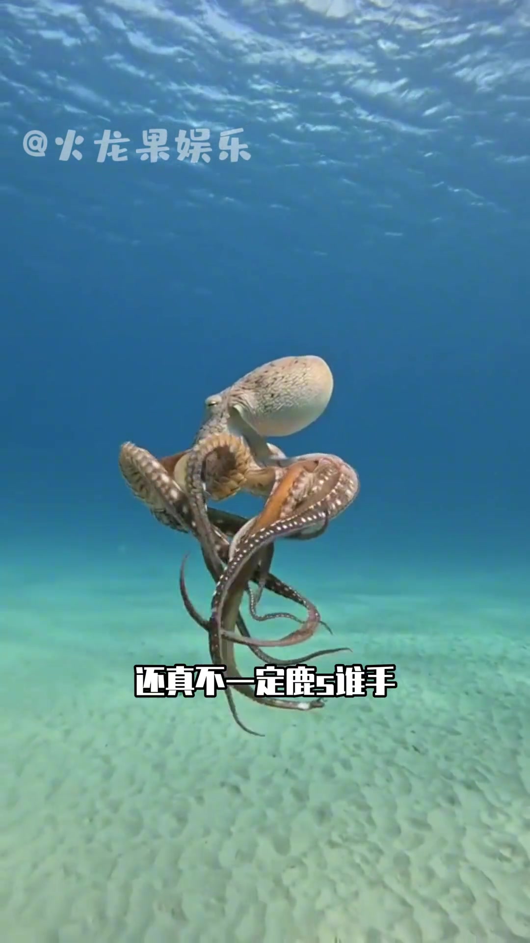章鱼的智商能高到什么程度