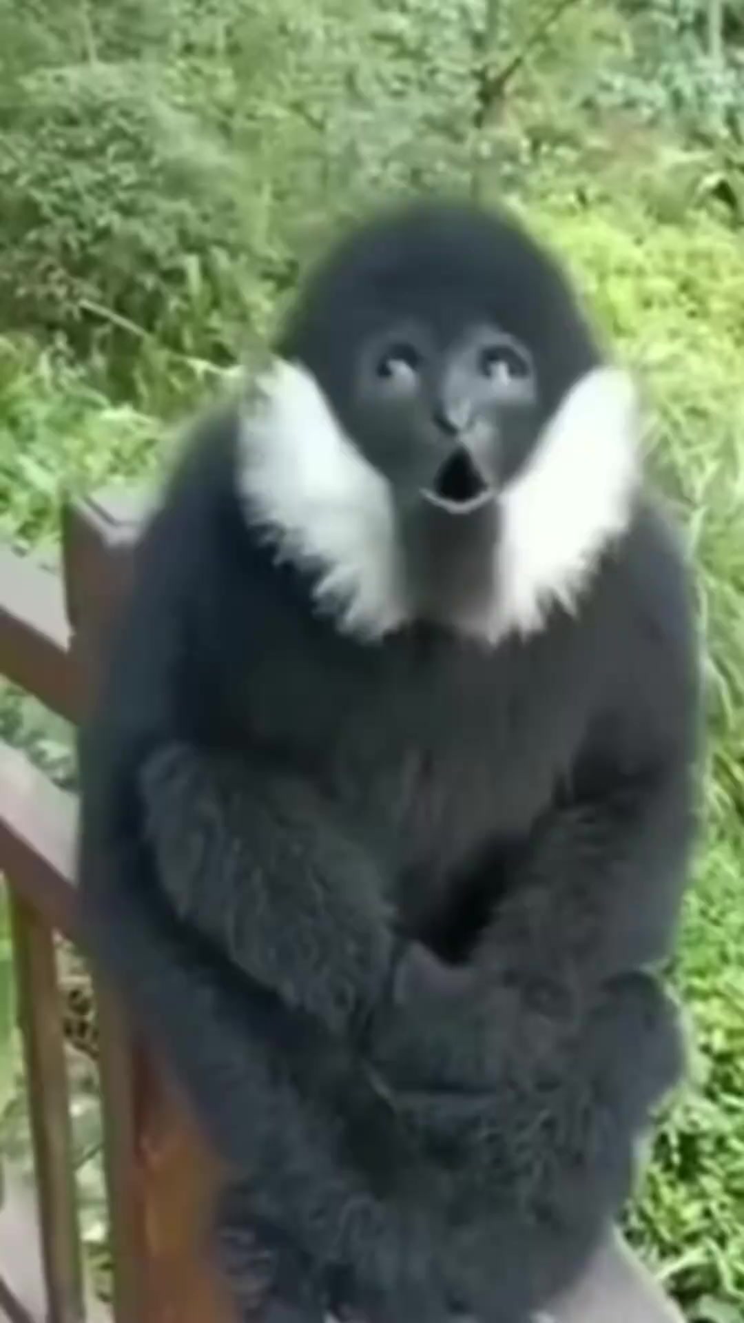 十种动物叫声，你听过几个？