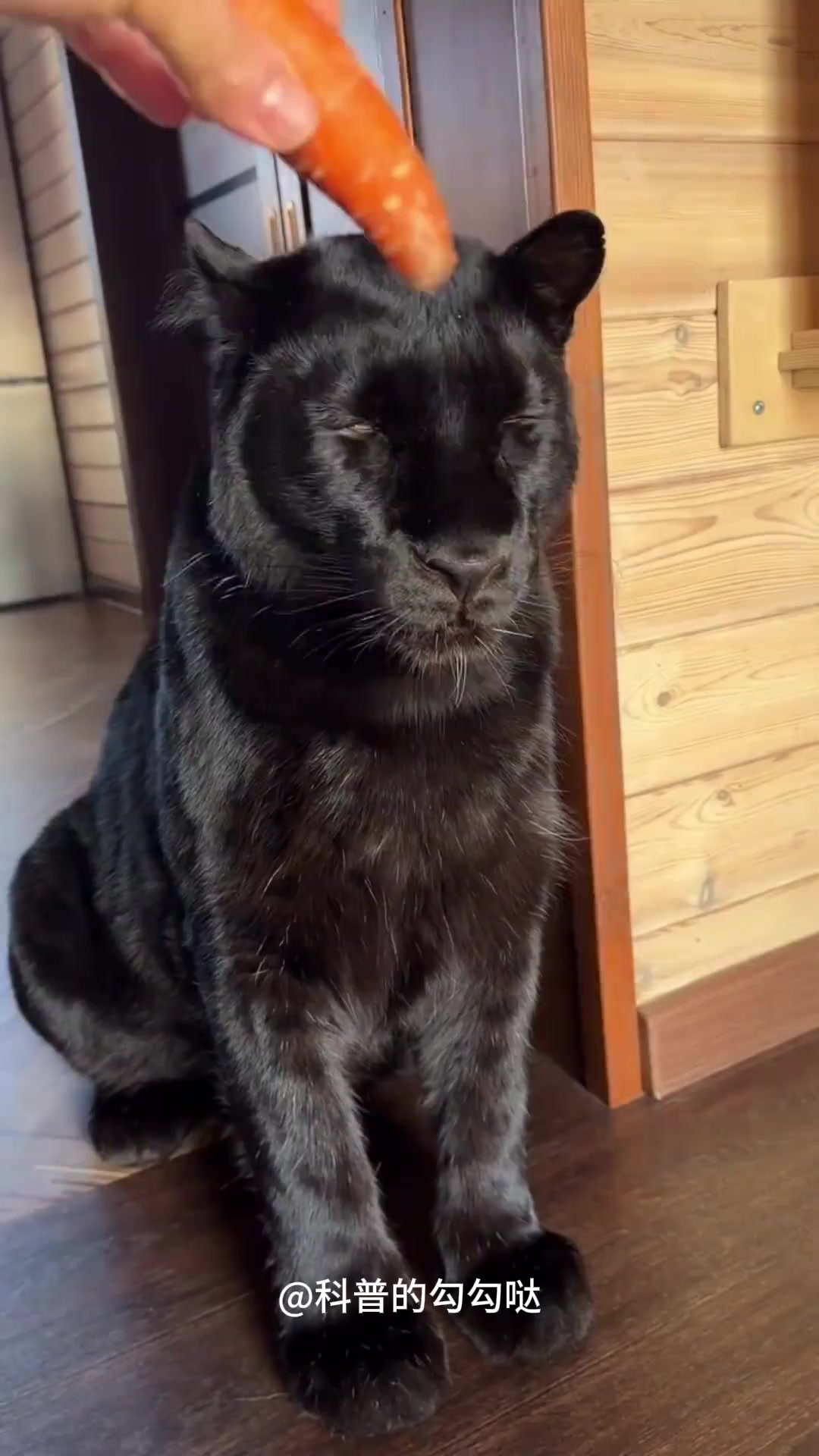 猫咪为什么讨厌蔬菜