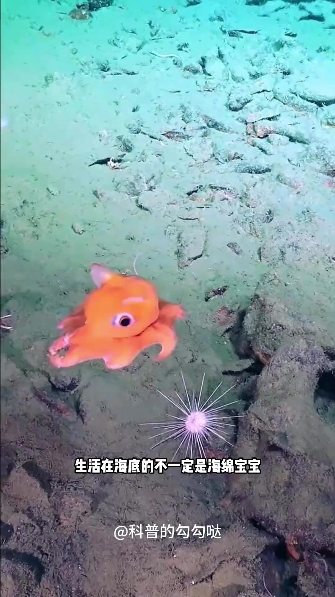 小飞象章鱼这个萌
