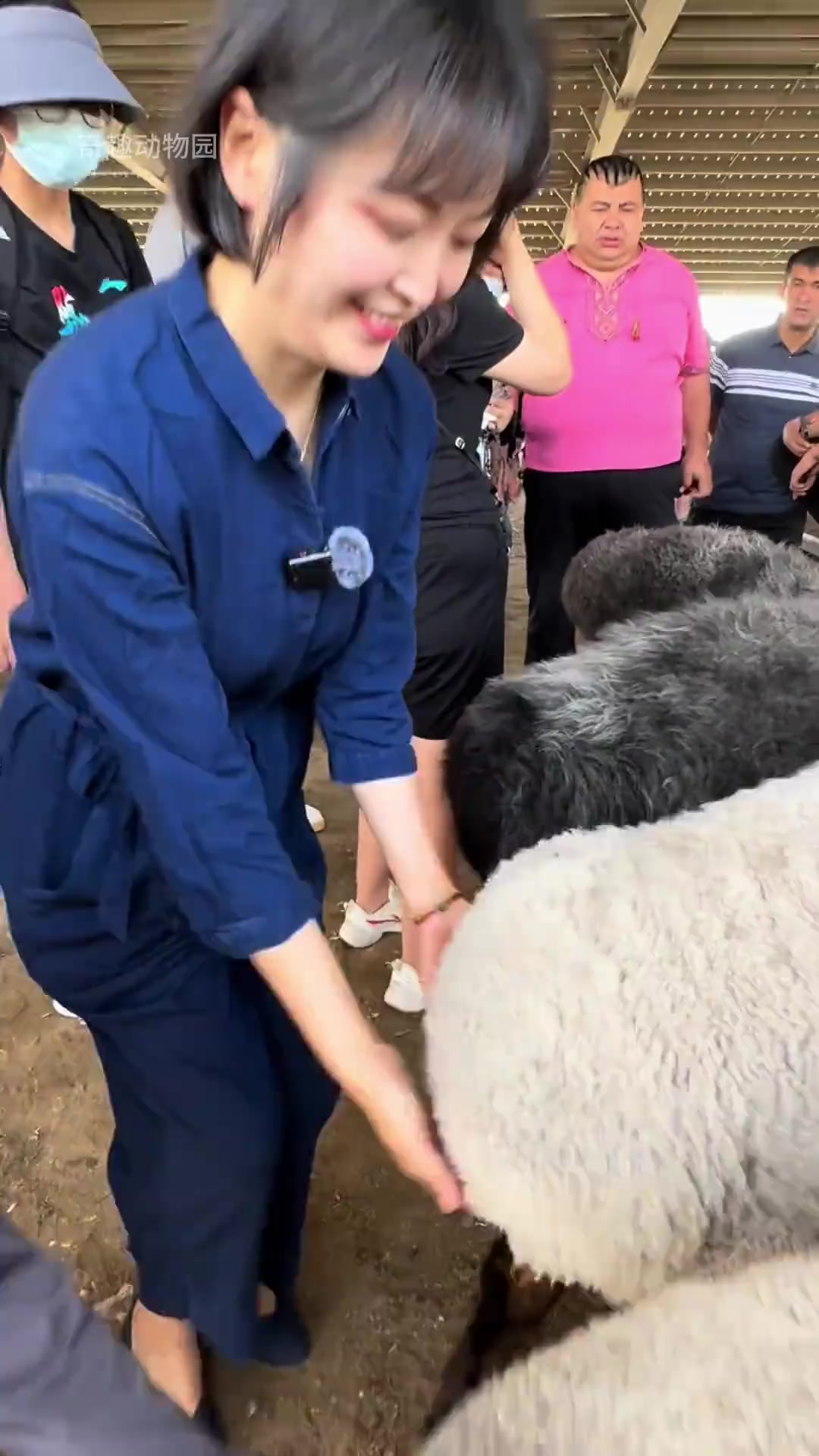 阿勒泰大尾羊，羊界卡戴珊