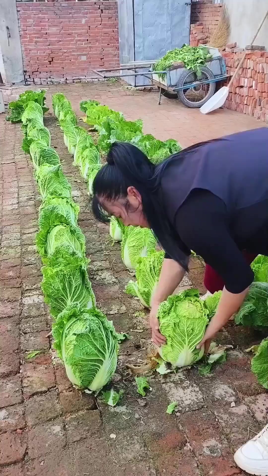大姐在地砖缝里种的大白菜水灵又漂亮