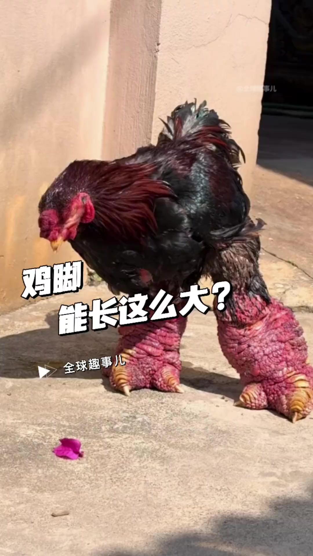 越南东涛鸡脚大如树根,东涛鸡到底有多神奇?