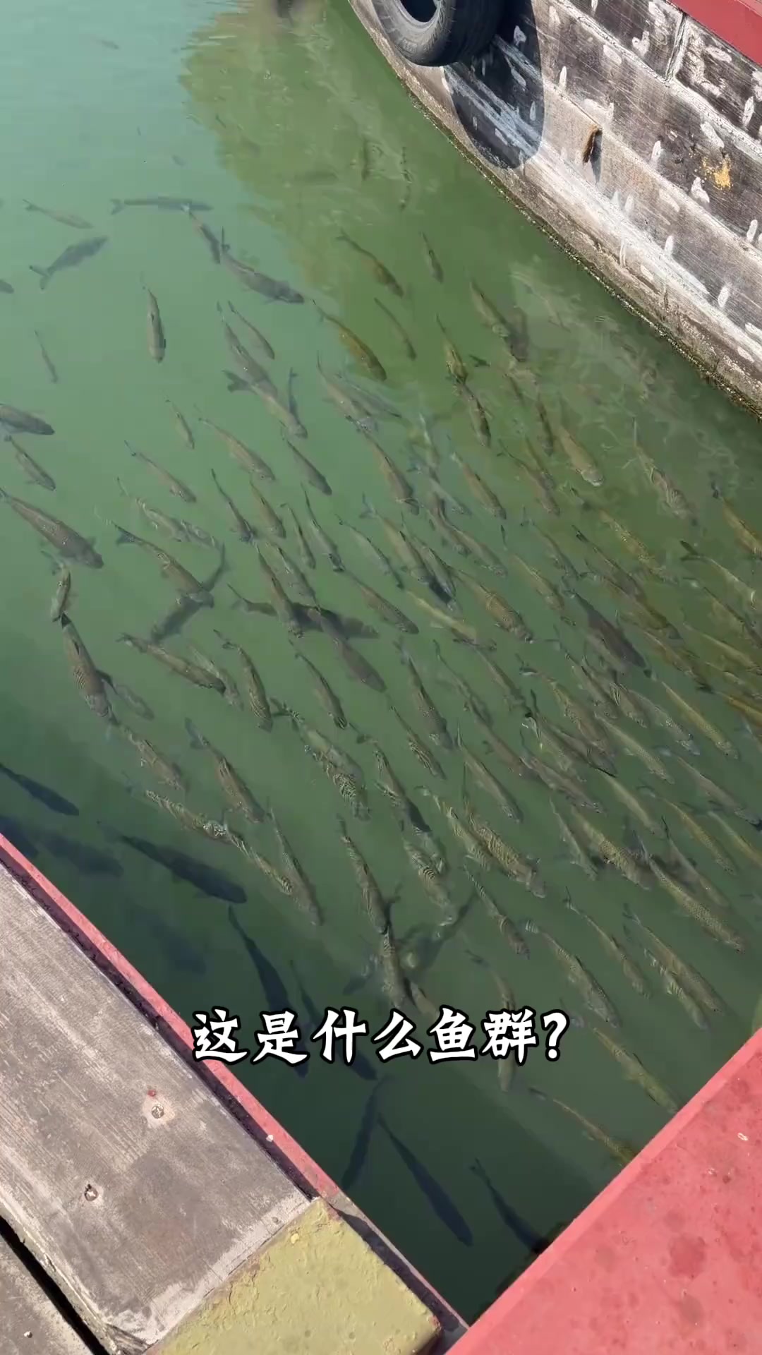 分享介绍9种鱼类的鱼群