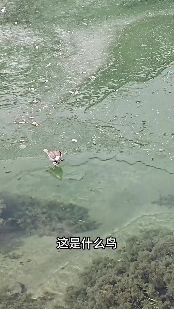 这些会捕鱼的鸟，你都认识吗