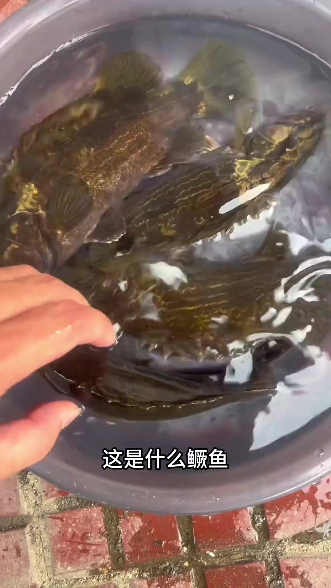 分享科普13种鳜鱼,看看你都认识几种