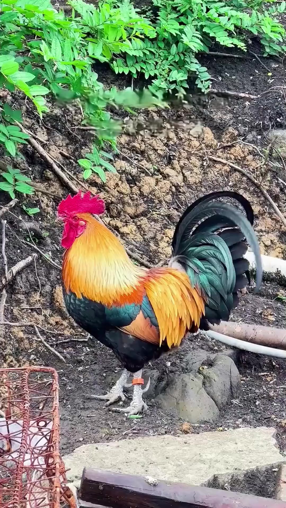 这鸡值钱吗？