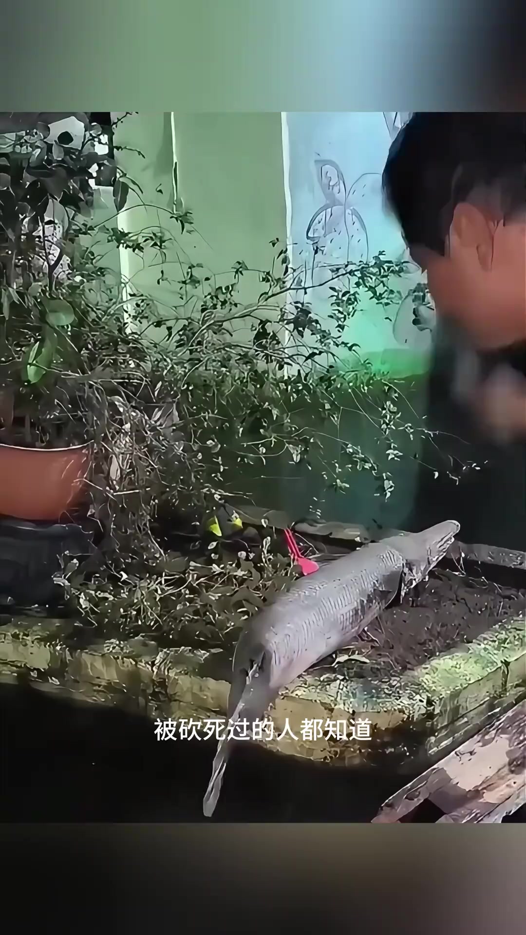 刀枪不入的鱼你吃过吗？