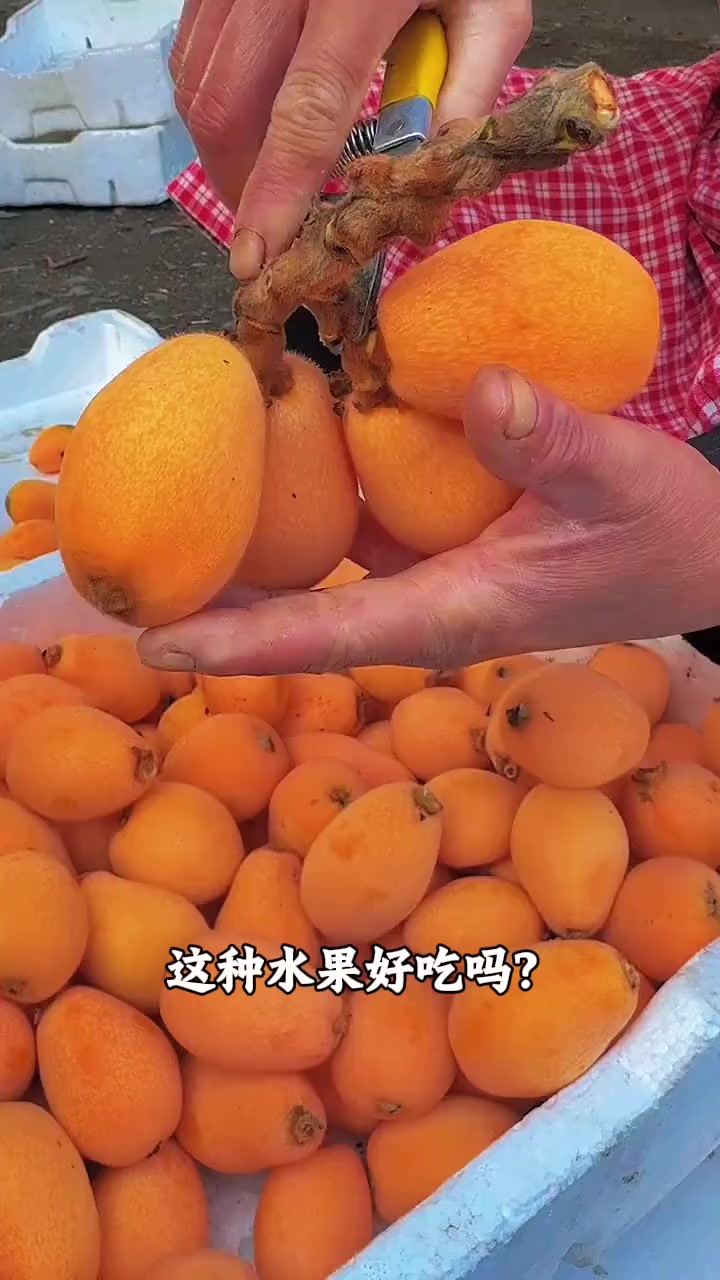 分享介绍10种好吃的南方水果