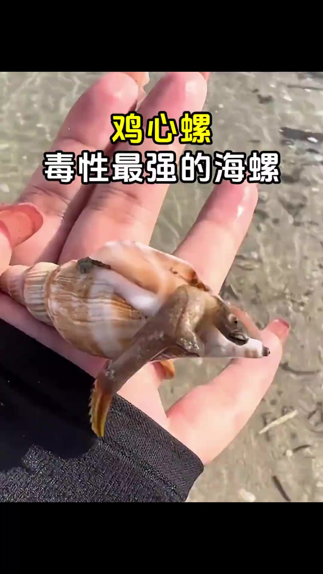 鸡心螺，毒性最强的海螺！