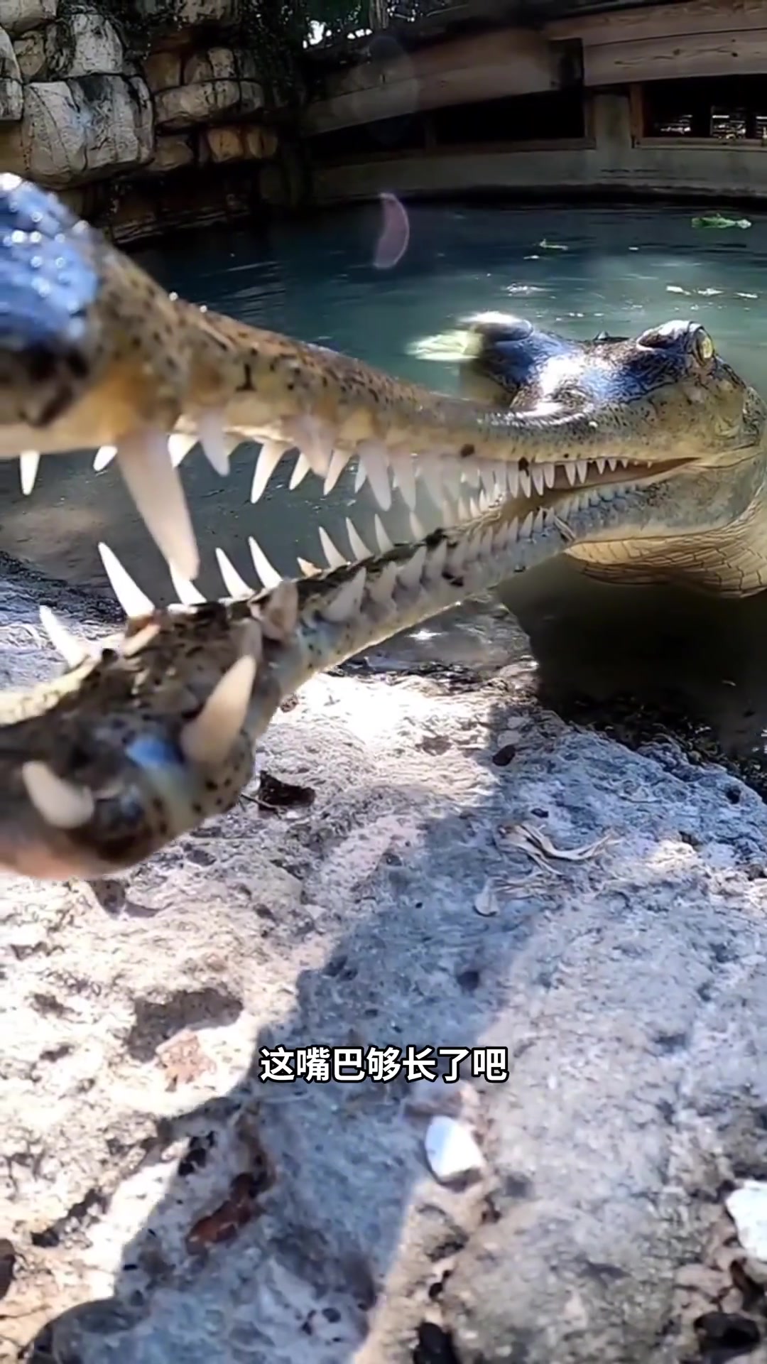 恒河鳄,世界上最大的鳄鱼之一!