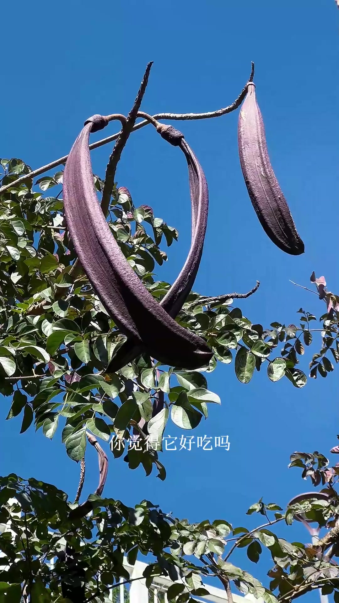 超级豆角木蝴蝶,它的种子是可以飞起来的“蝴蝶”。