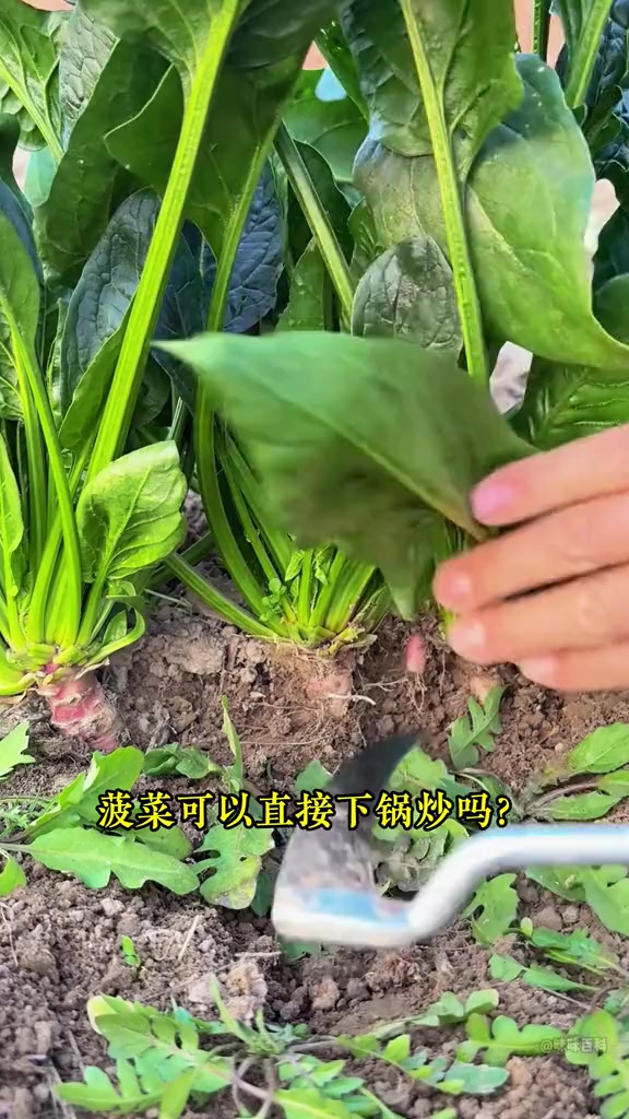 这些蔬菜得先焯水再炒，平时都吃对了没？