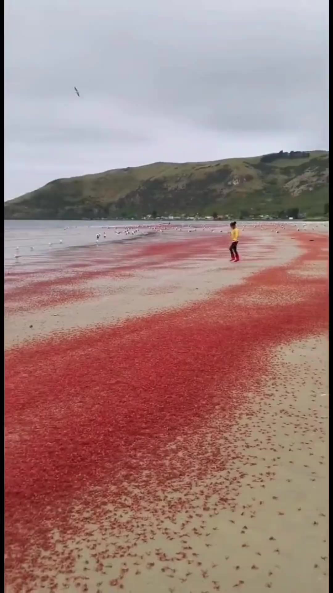 1709.虾的十几种品种科普