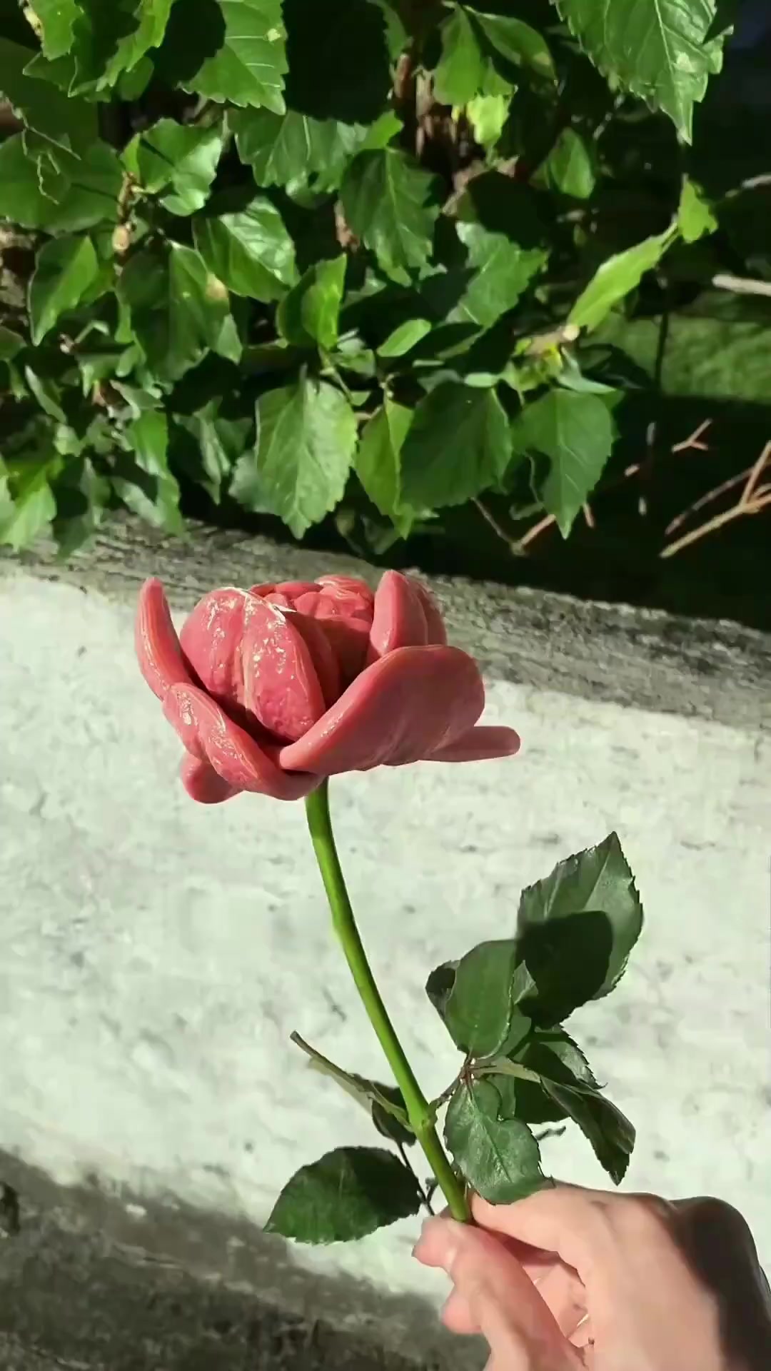 这是什么植物?