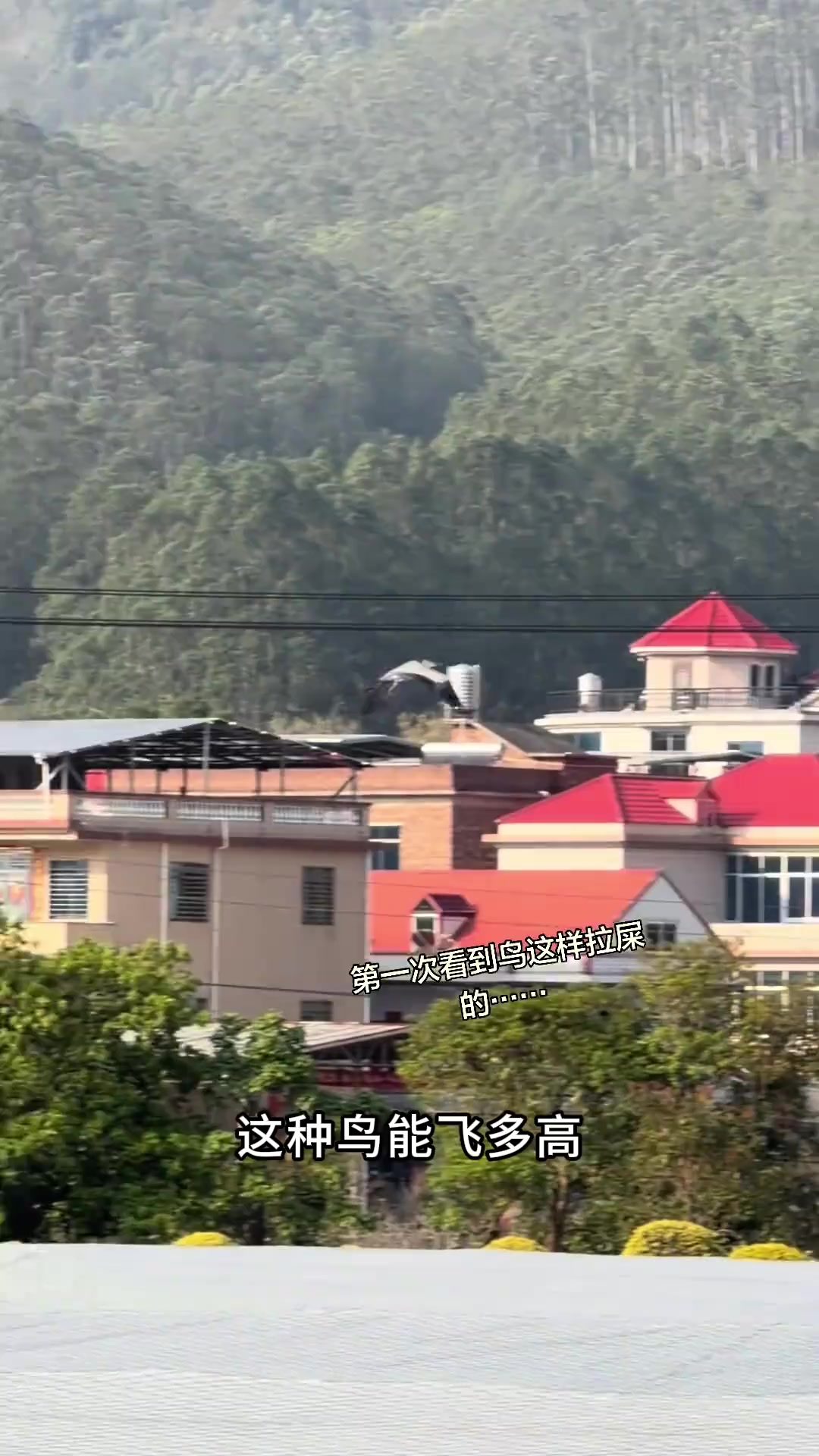 带你认识14种鸟及其飞行高度