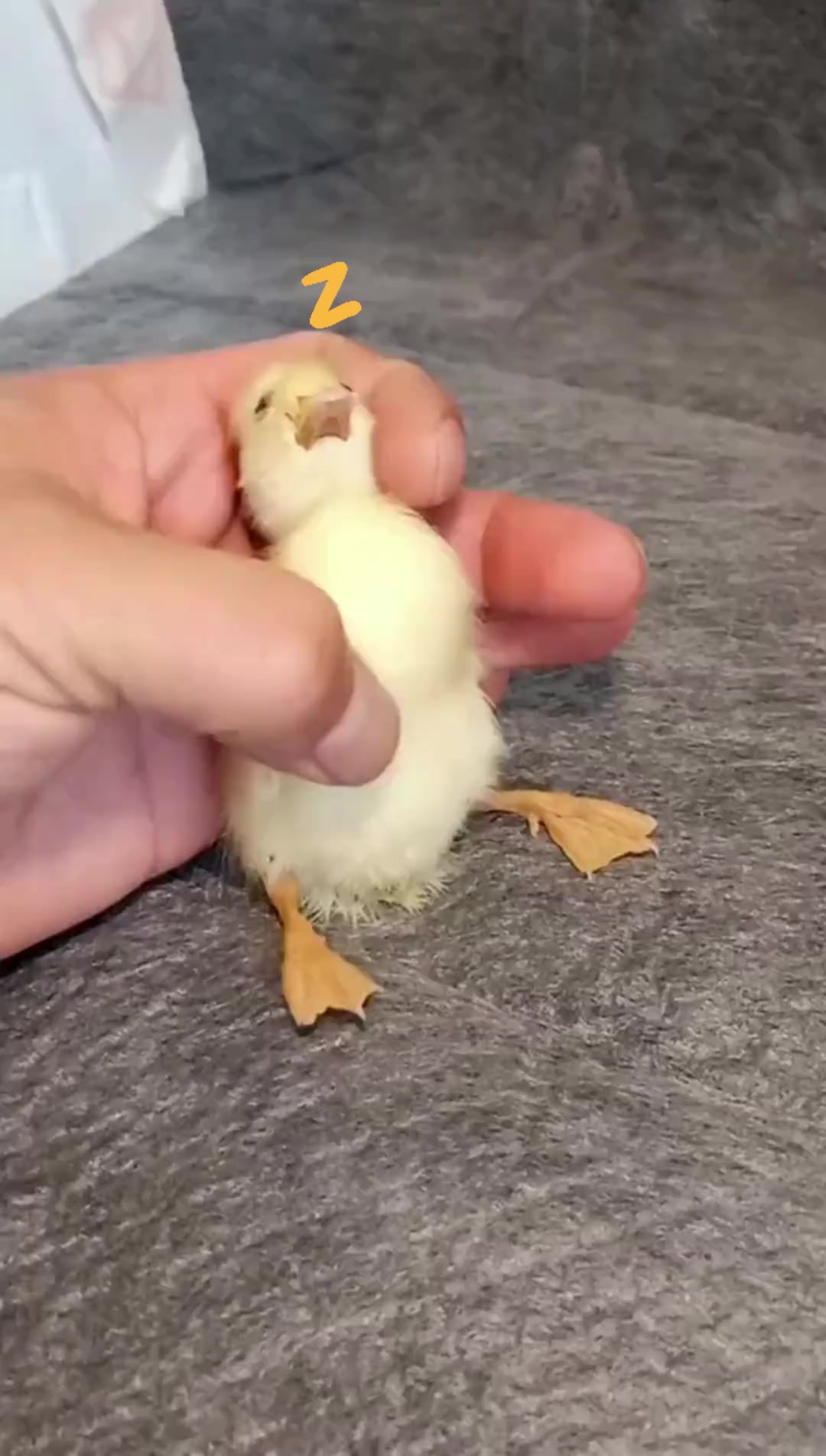 鸭鸭届的萌宠柯尔鸭！