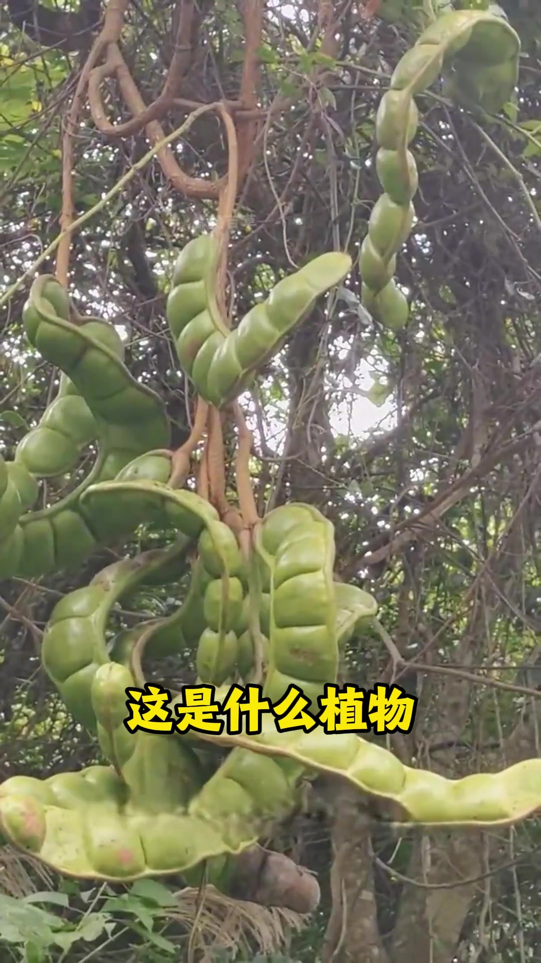 这是什么植物?