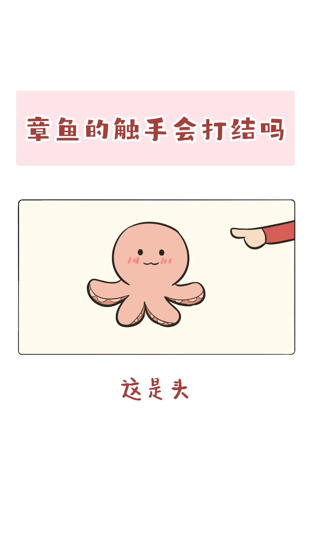 章鱼的触手那么多又那么长,那么触手会打结么?