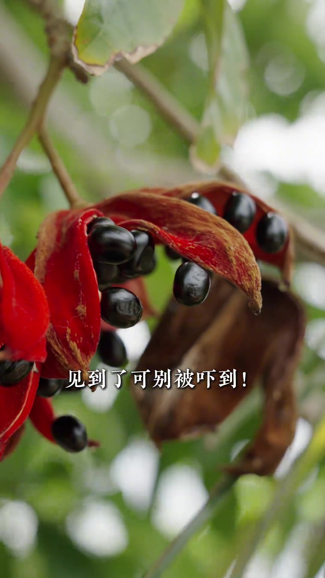 景区智商果、胡椒真身、巧克力原料!都被我们拍到了～