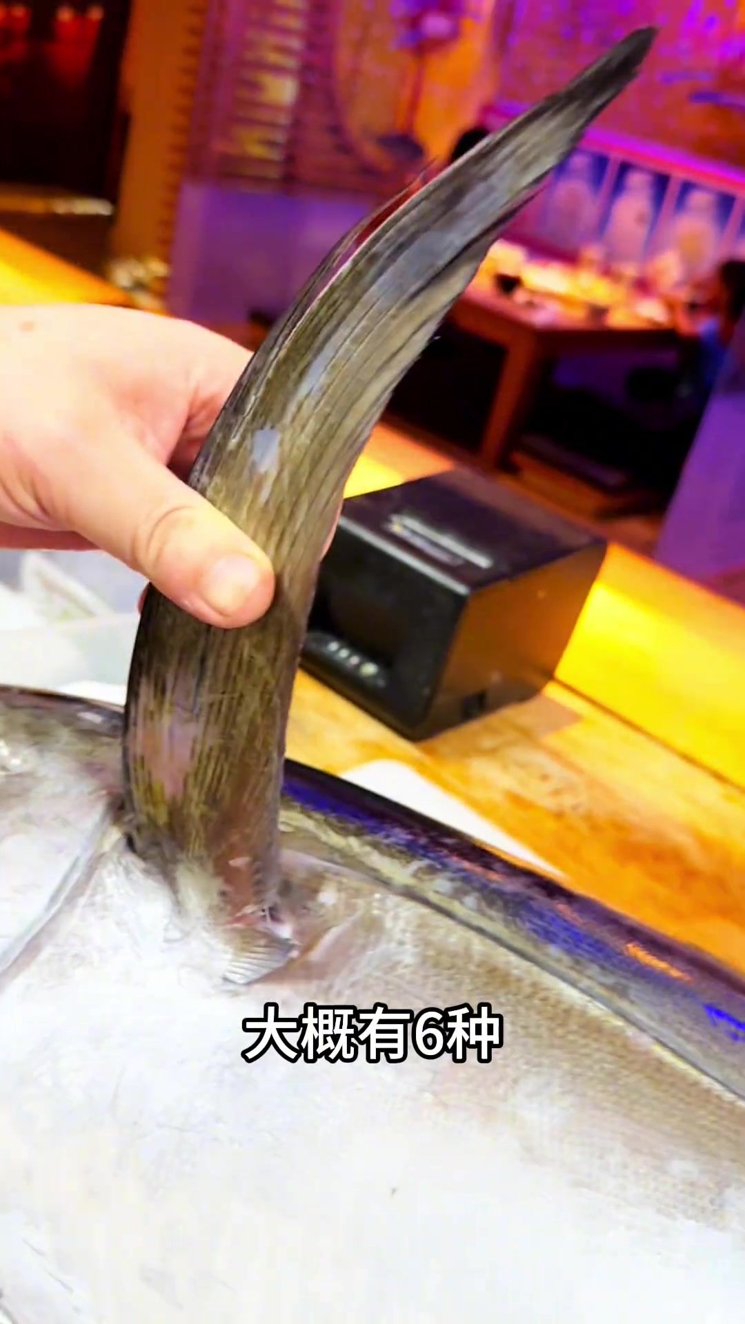 大目金枪鱼！常吃的金枪鱼你知道都是什么品种吗？