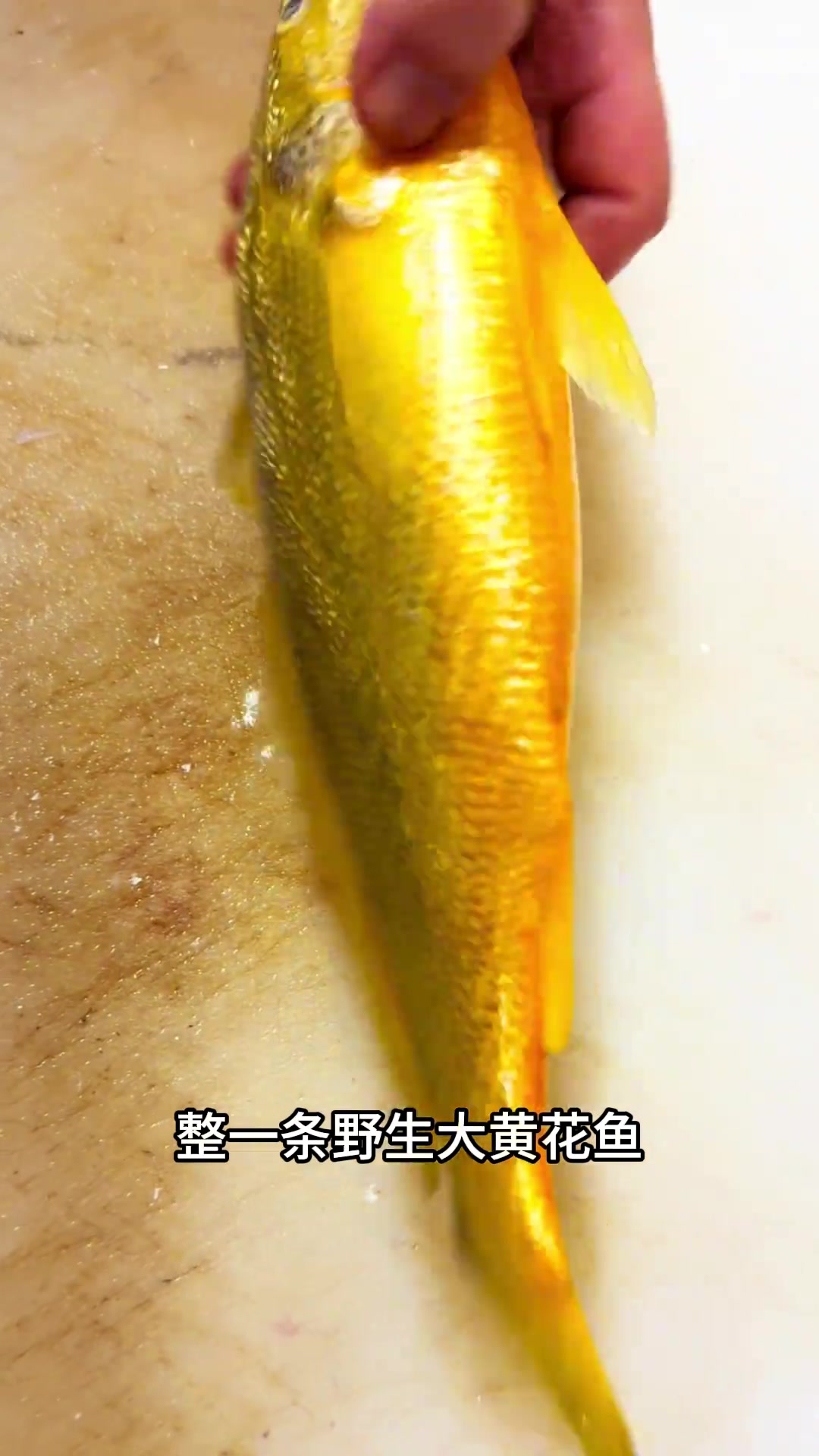 野生黄花鱼刺身,真的很少见!