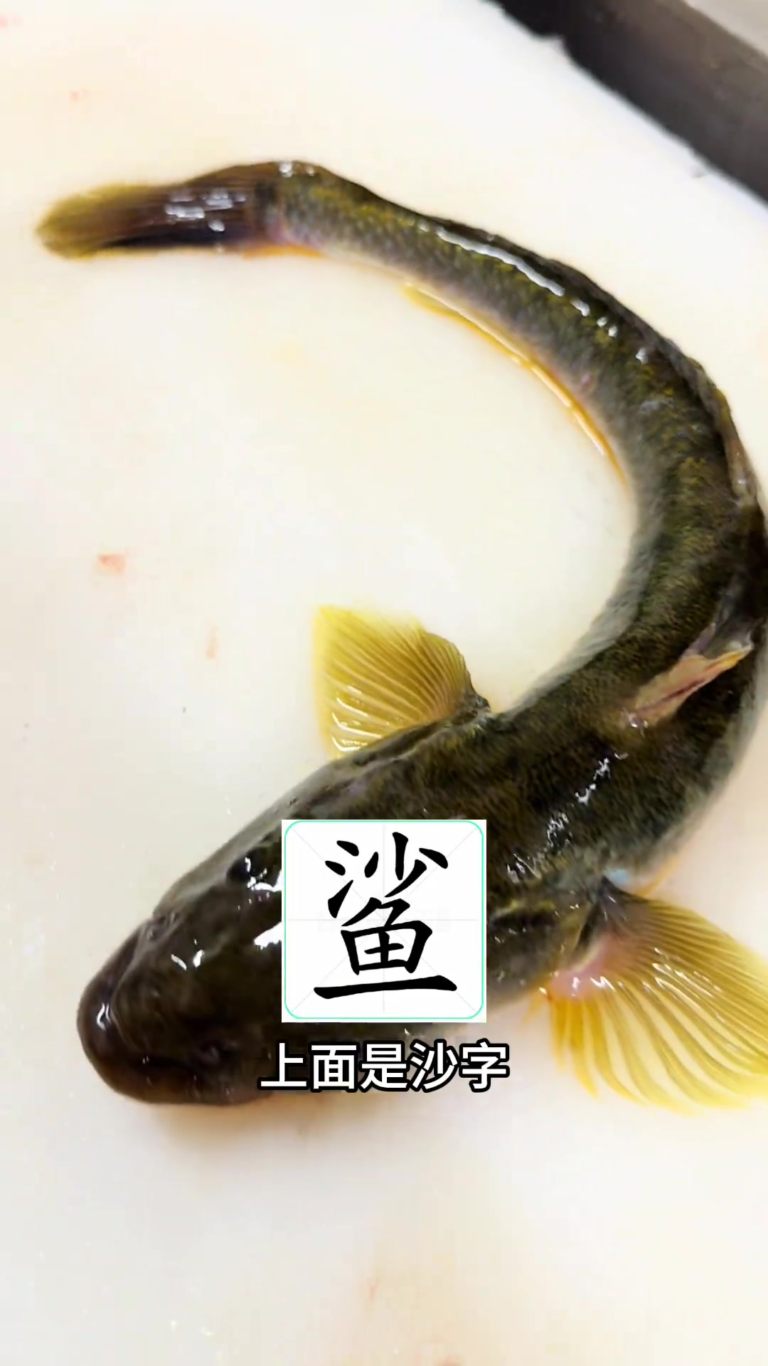 海胖头鱼做法!