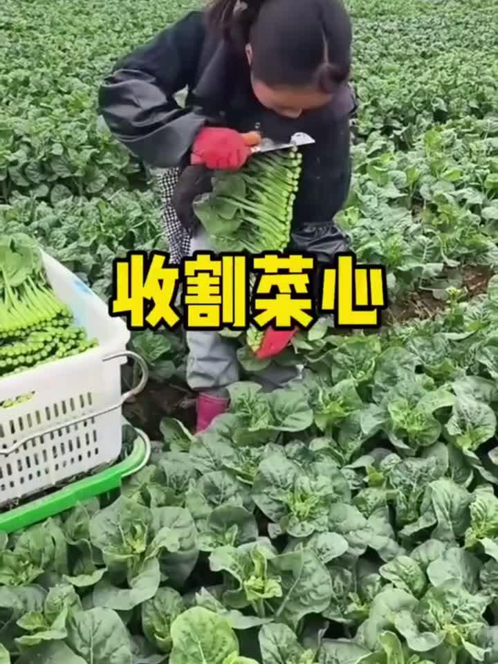 原来这就是广东菜心收割现场啊