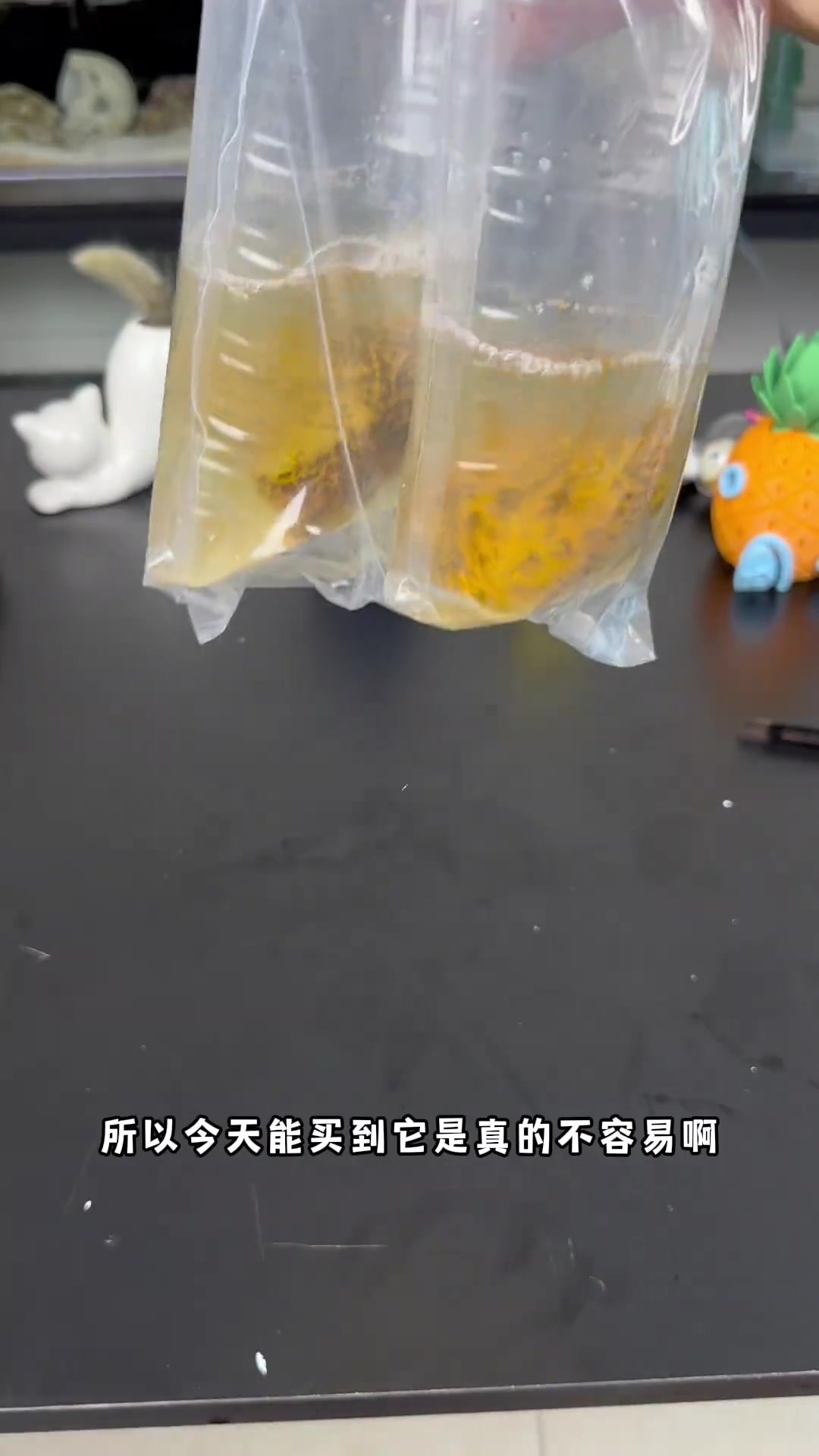 我要养海绵宝宝啦！！
