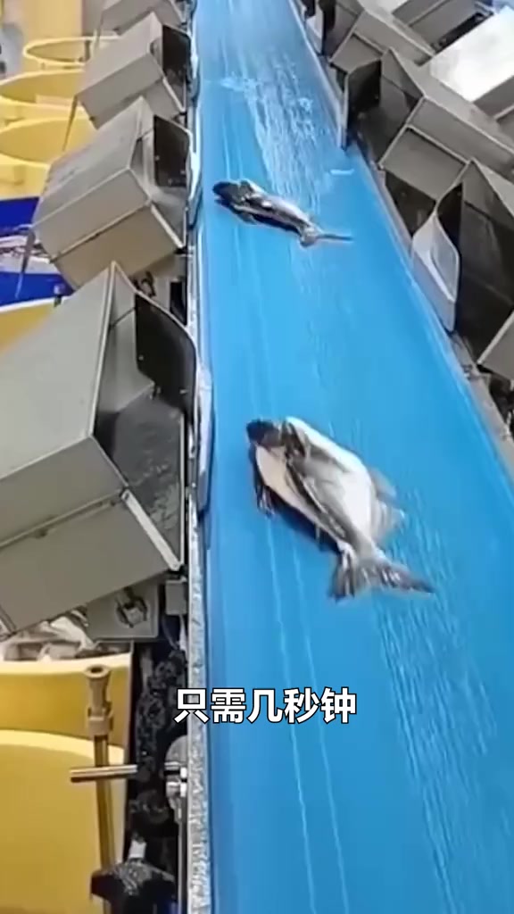 水产分拣机，为何能识别不同鱼类？看完涨知识了
