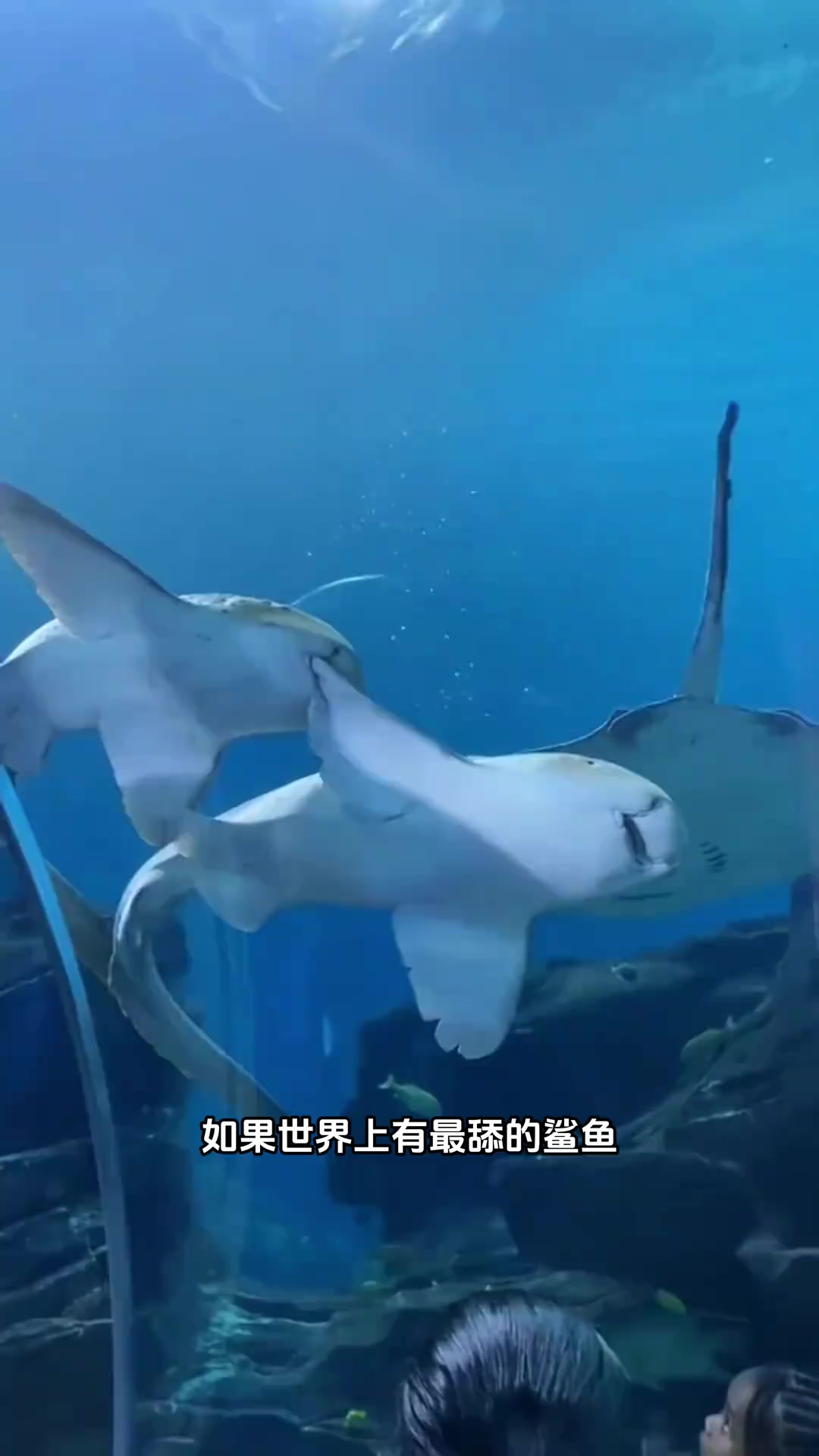 超级可爱的鲨鱼