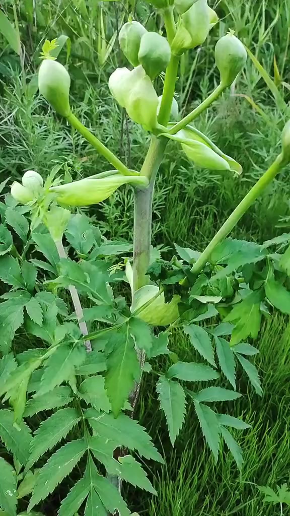 分享那些不能吃的野菜挖野菜的大神快来认认!这货能吃吗?