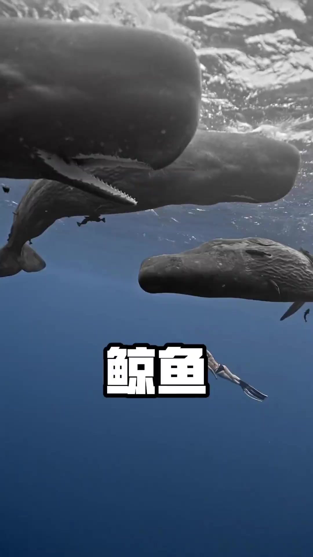 分享八种不同种类的鲸鱼，看看哪种伤不伤人？