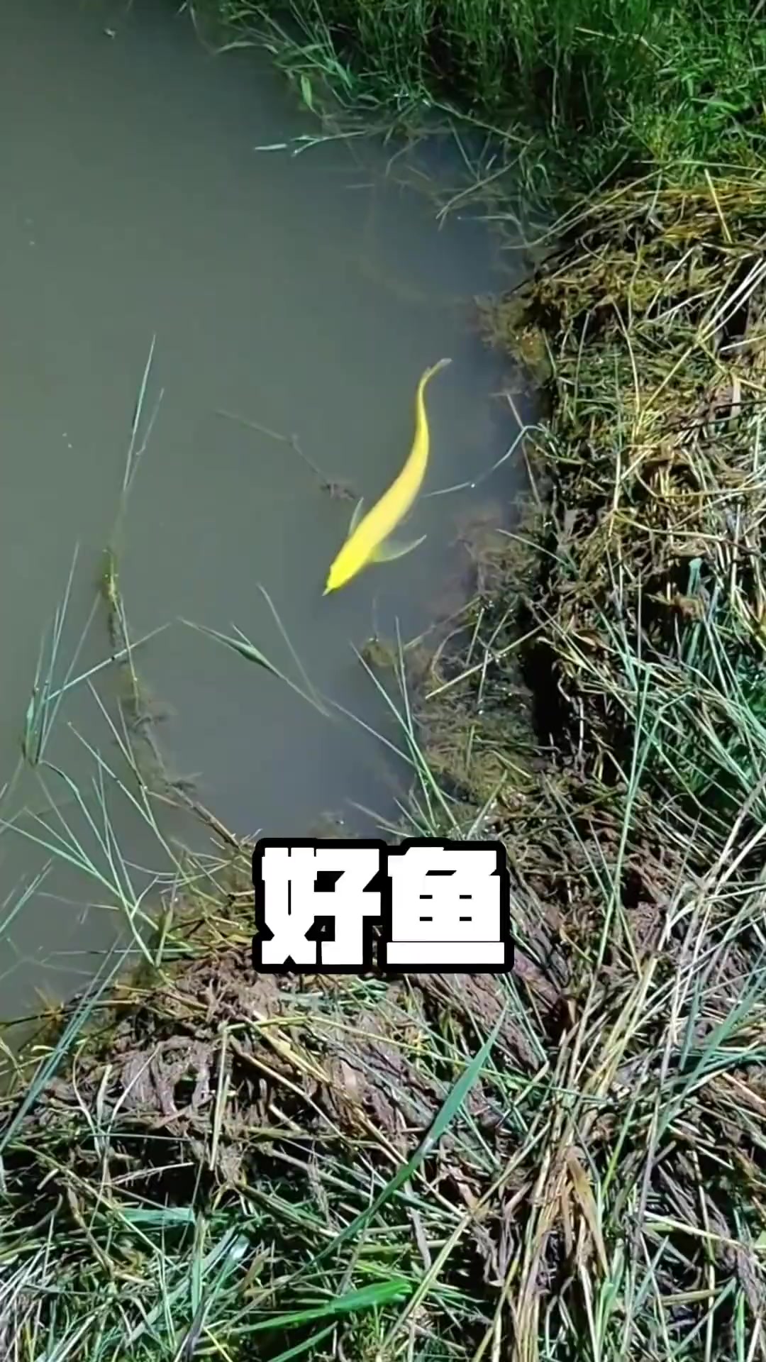 带你认识各种鱼类，你知道哪种能吃哪种不能吃吗？