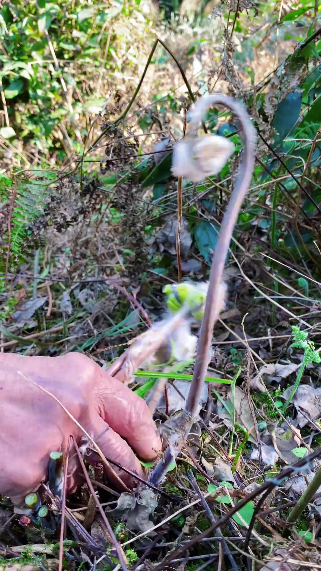 比蕨菜口感更好的蕨类野菜，满山都是，但为什么四川的也叫它广东苔？