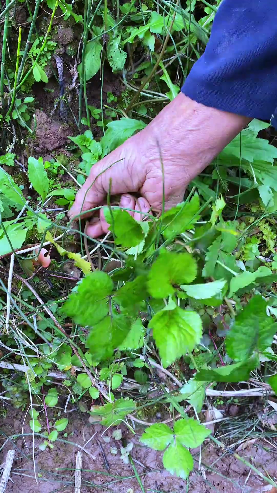 采野菜的过程充满了乐趣,每一种野菜都有它独特的味道和魅力。今天吃凉拌鸭脚板,干了三碗饭,太
