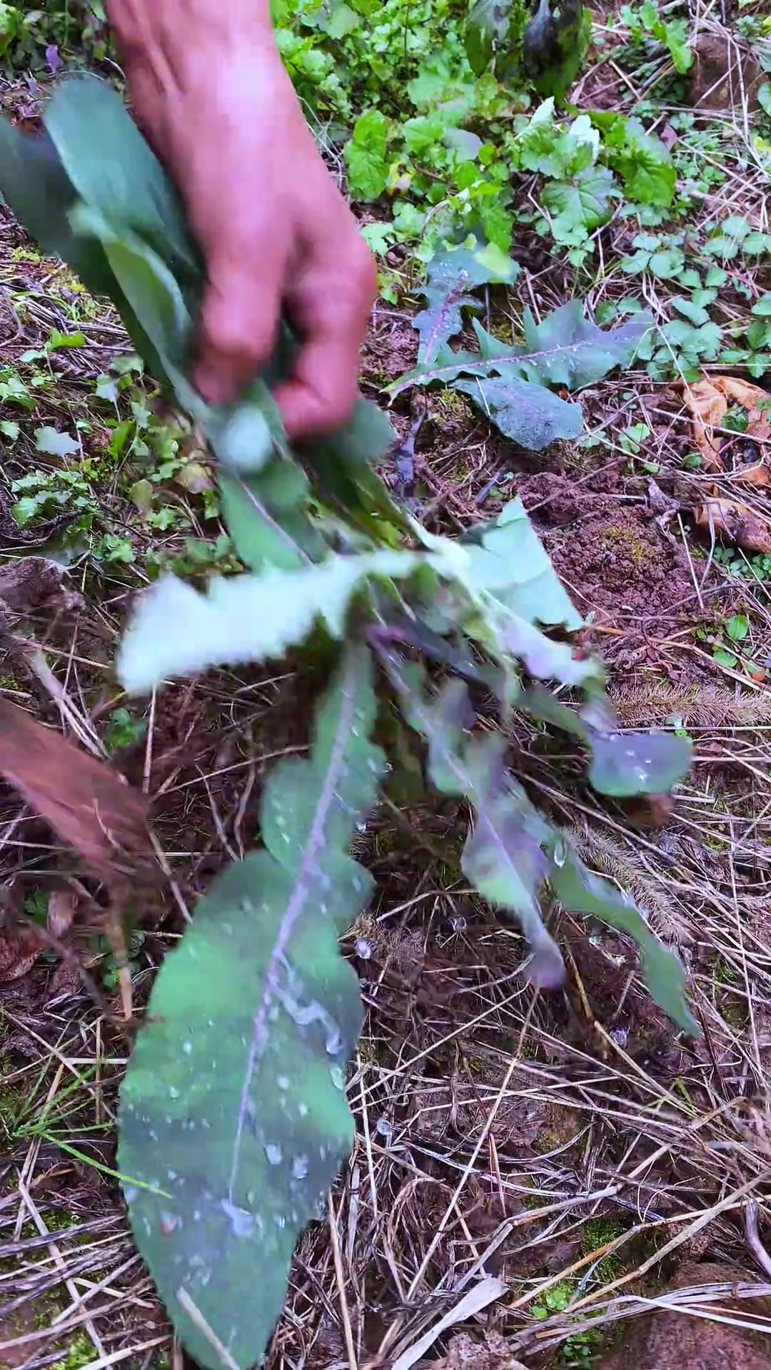 苦麻菜你们见过吗?好像农村比较普遍,是一种野菜,不管是凉拌吃,还是炒着吃都很美味。