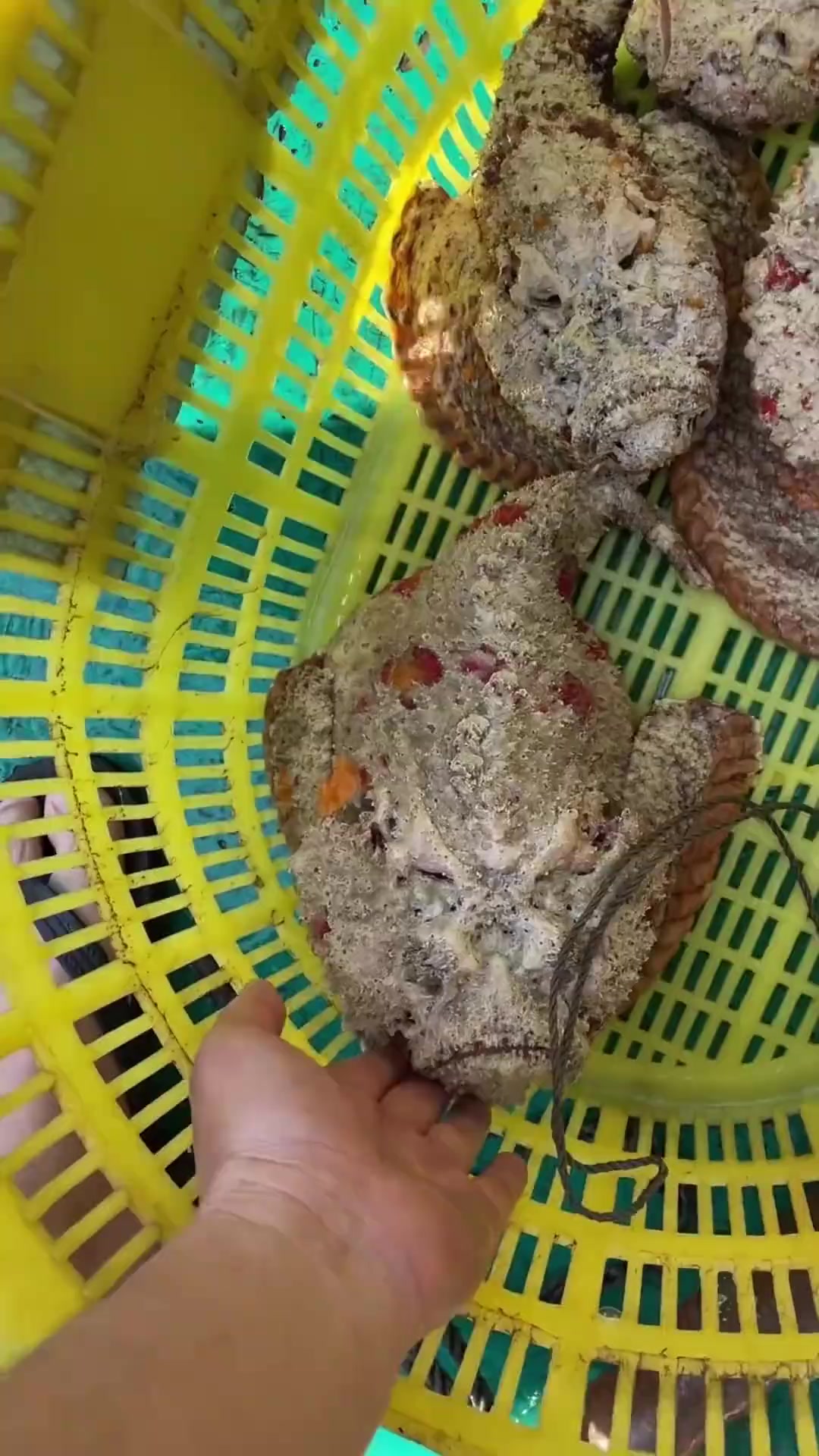 分享十三种鱼，来看看能不能食用