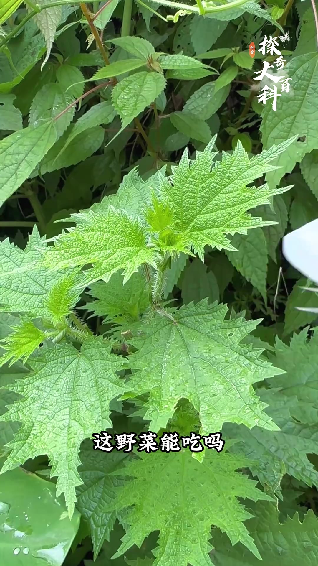 带你认识20种野菜,你吃过几种?