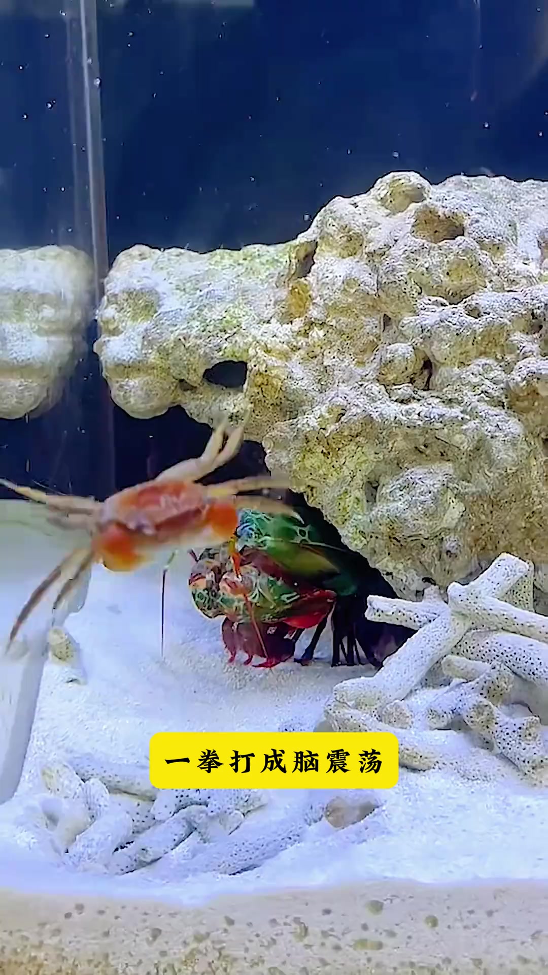 海底拳王,出拳速度和子弹有一比的雀尾螳螂虾