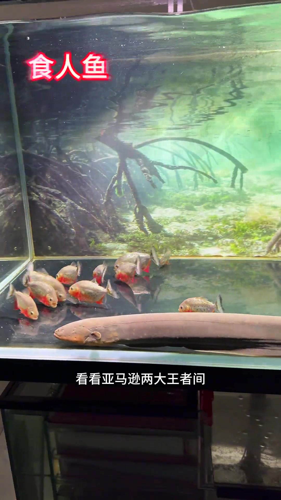 电鳗大战食人鱼！